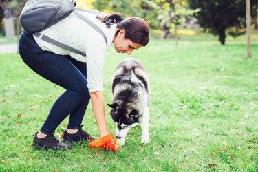 Woman picking up after her dog with orange poop bag