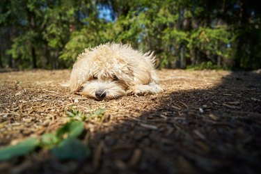little dog lies on the pine needles in the summer pine forest