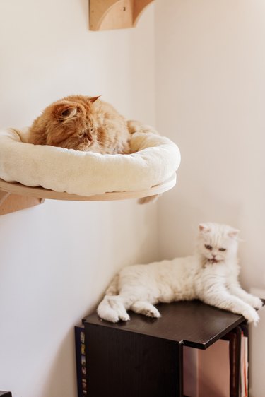 Brown and white persian cats