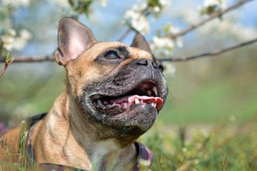 Beautiful brown French Bulldog dog with open mouth and tongue and teeth showing in front of white spring flowers blooming on apple tree