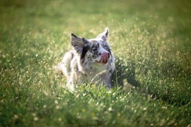 Border collie in the meadow