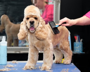 dog care. a girl takes care of an American cocker spaniel on a grooming table