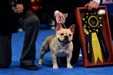 National Dog Show Hosted By The Kennel Club of Philadelphia