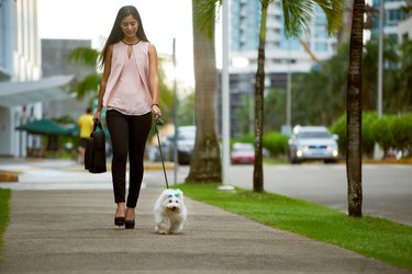 Businesswoman Commuting To Office With Her Dog