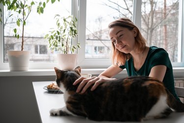 Young woman sitting at the table by the window and petting a cute tabby cat.
