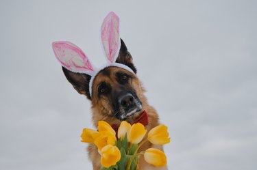 Concept of pet celebrating Catholic Easter. German shepherd with pink Easter bunny ears and bouquet of yellow tulips meets spring. Gentleman dog wears red bow tie outdoor. Greeting card.