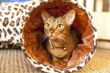 Orange cat inside his Tiger print play tunnel