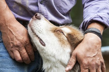 Close up of a brown and white dog in front of their owner