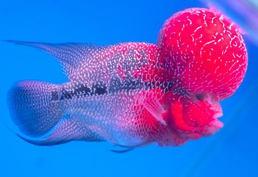 Flowerhorn Fish