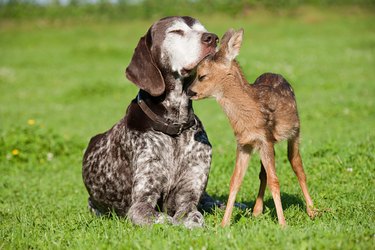 Fawn and dog sitting on grass