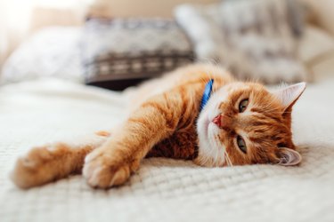 Ginger cat relaxing on couch in living room surrounded with cushions. Pet having good time