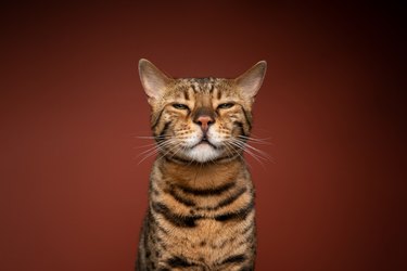A striped cat is sitting against a maroon background, looking at the camera with squinted eyes