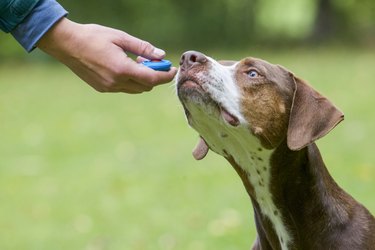 Louisiana catahoula leopard dog sniffing a person's hand holding a clicker.