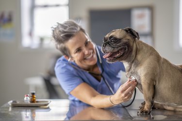 Veterinarian Examining a Dog