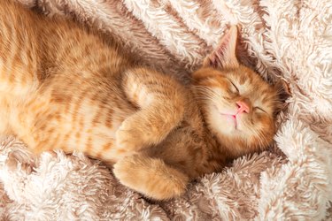 Ginger kitten sleeping on a beige fluffy blanket.