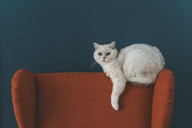 White British cat lies and rests on a large amber armchair in a cozy living room against a blue wall.