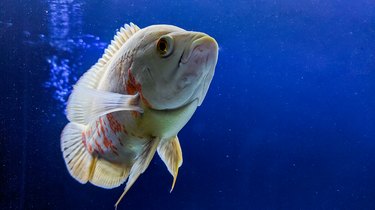 Albino Tiger Oscar Fish