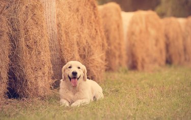 Beauty Golden retriever dog relax