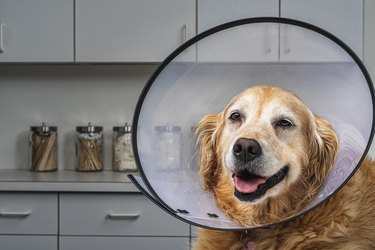 Golden Retriever wearing E-Collar in Vet’s office