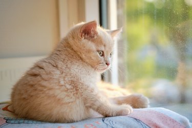 ginger cat looking away