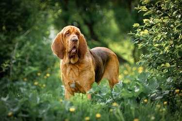 A brown bloodhound stands among the greenery in a park on a summer day