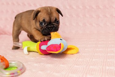 little puppy of french bulldog playing with a toy