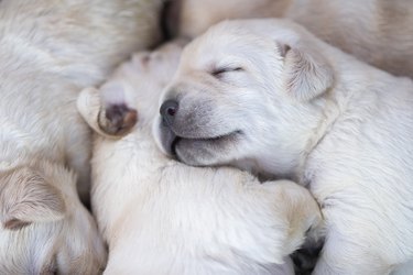 Newborn puppies at their box