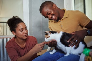Happy black couple, love and cat in home, playing or bonding. Support, care or interracial couple, man and woman with pet, kitty or kitten loving, caring or enjoying quality time with animal in house