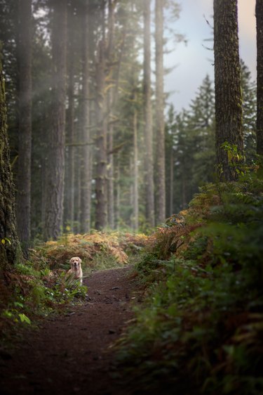 Golden Retriever on Sunlit Path