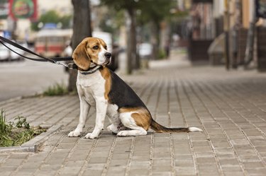 Beagle waiting for their person in a neighborhood.