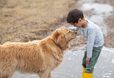 A young boy outdoors touching the head of a large yellow dog