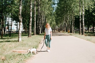 Young caucasian woman with dog walking together in park on sunny summer day. Puppy jack russell terrier peeing outdoors