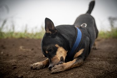 Black puppy cleaning his paw after a long hike