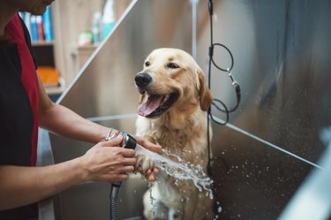 Golden retriever dog taking a shower in a pet grooming salon.