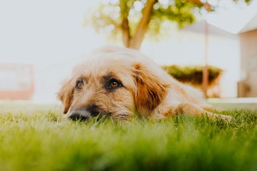 Long hair dog laying down on grass in sunset