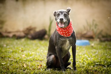 Elderly dog sitting at grass and smiling at camera