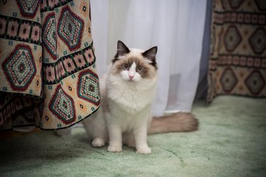 Young beautiful purebred Ragdoll cat at home