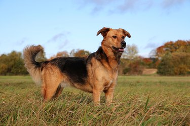 dog alert in a field