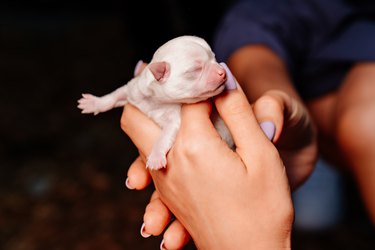 white tiny newborn Chihuahua puppy in hands