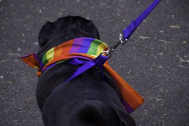 rear view of black dog wearing rainbow scarf at LGBT pride event.