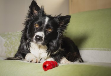 Border collie puppy sitting on a green couch with a red Kong toy and looking at the camera.