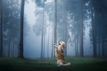 Side view of Golden Retriever sitting in a forrest with moody fog.