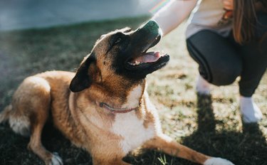 Large brown dog on grass being petted