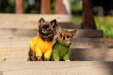 Two cute curious chihuahua dogs wearing fashoin knitted clothes are sitting together outdoors