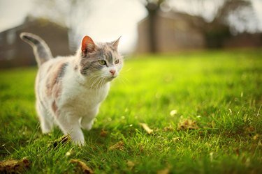 Cat in park