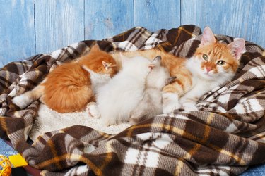 Cat nursing her little kittens on plaid blanket