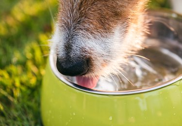 Closeup shot of dog snout drinking water from metal green bowl