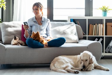 Young woman using mobile phone while sitting in couch with her dogs and cat in living room at home.