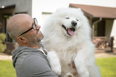 Mature Adult man with samoyed  dog outdoors