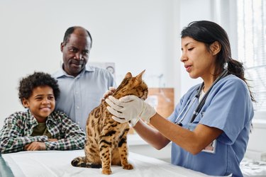 Family with Bengal Cat In Vet Clinic